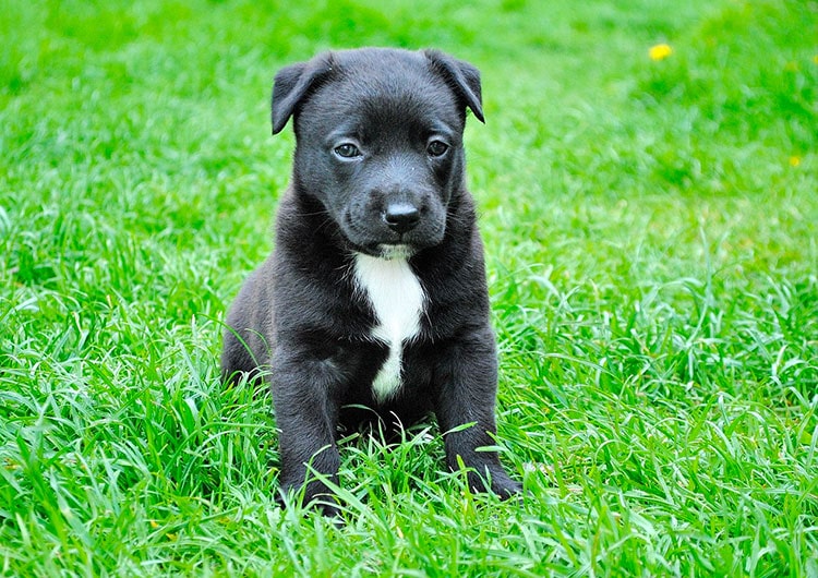 chiot noir