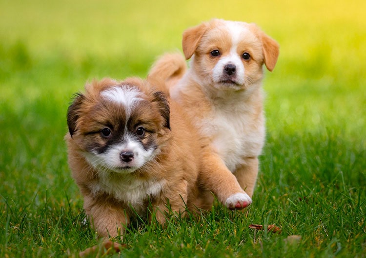 deux chiots