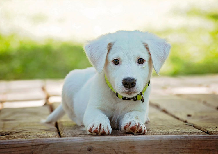 chiot blanc