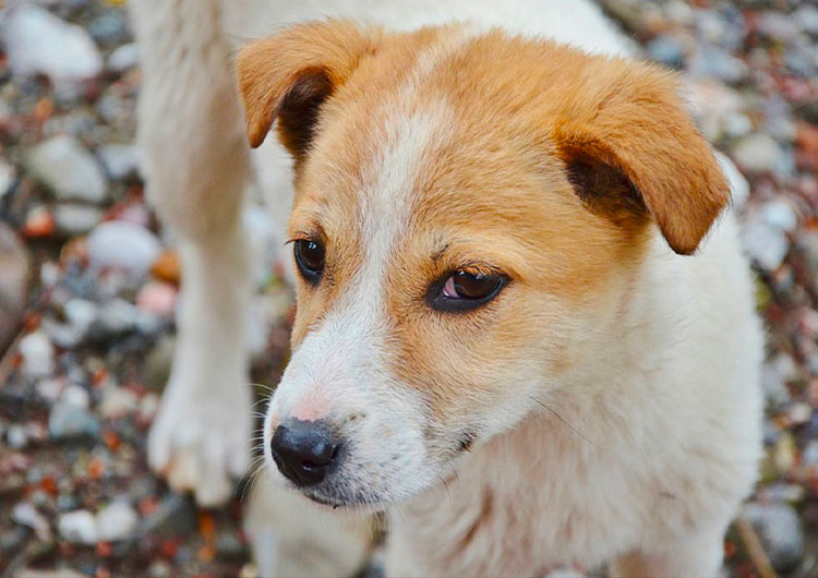 photo bébé chien