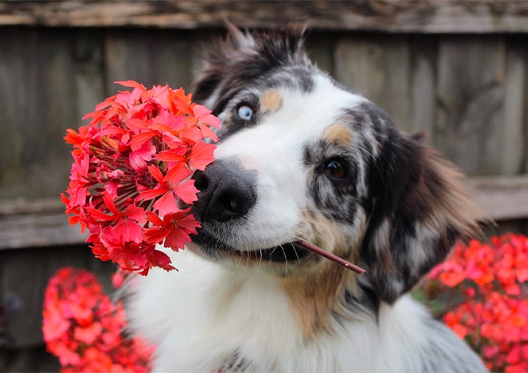 plante dangereuse pour chien