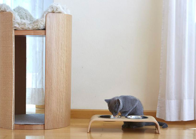chat qui mange dans sa gamelle chien design à coté de son arbre à chat