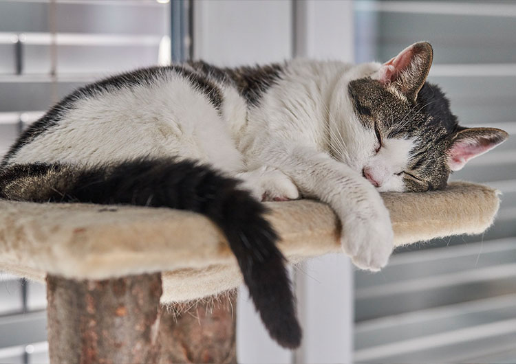chat qui dort sur son arbre à chat