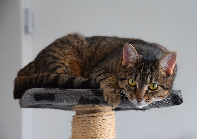 arbre à chat design