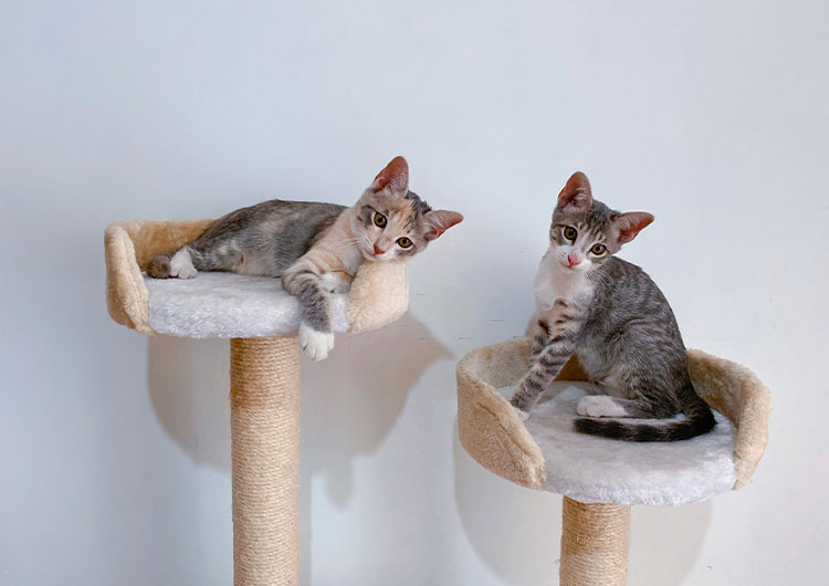 arbre à chat design