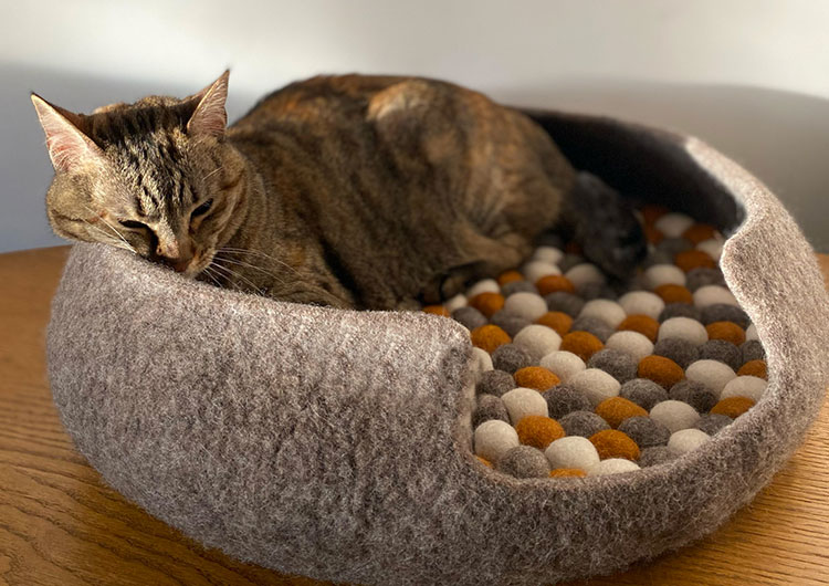 garde domicile chat