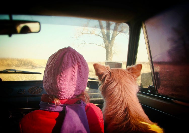 chien et enfant en voiture