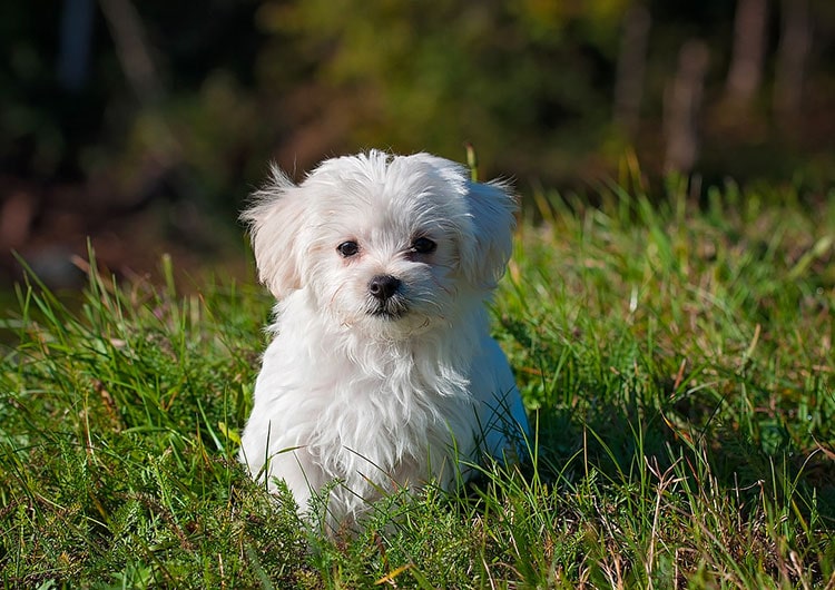 Chiot blanc