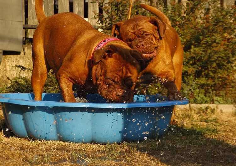 conseils chien canicule