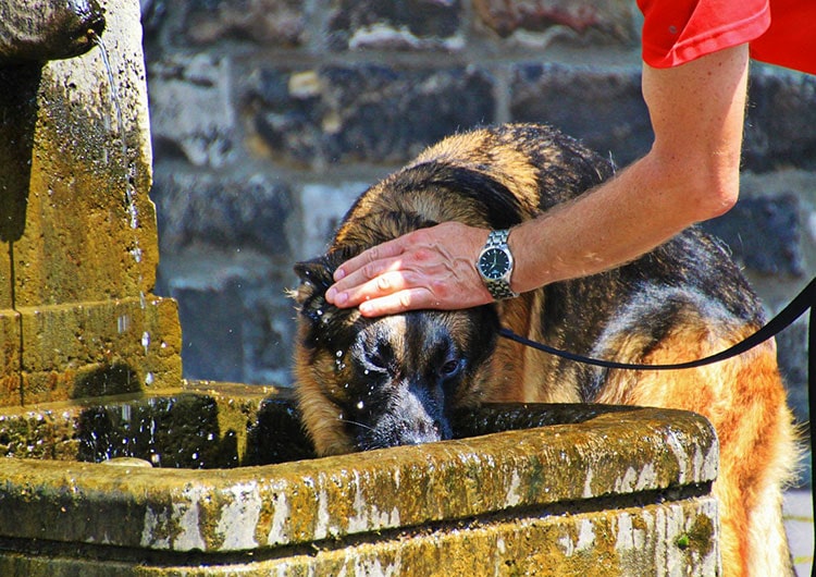 promenade chien canicule
