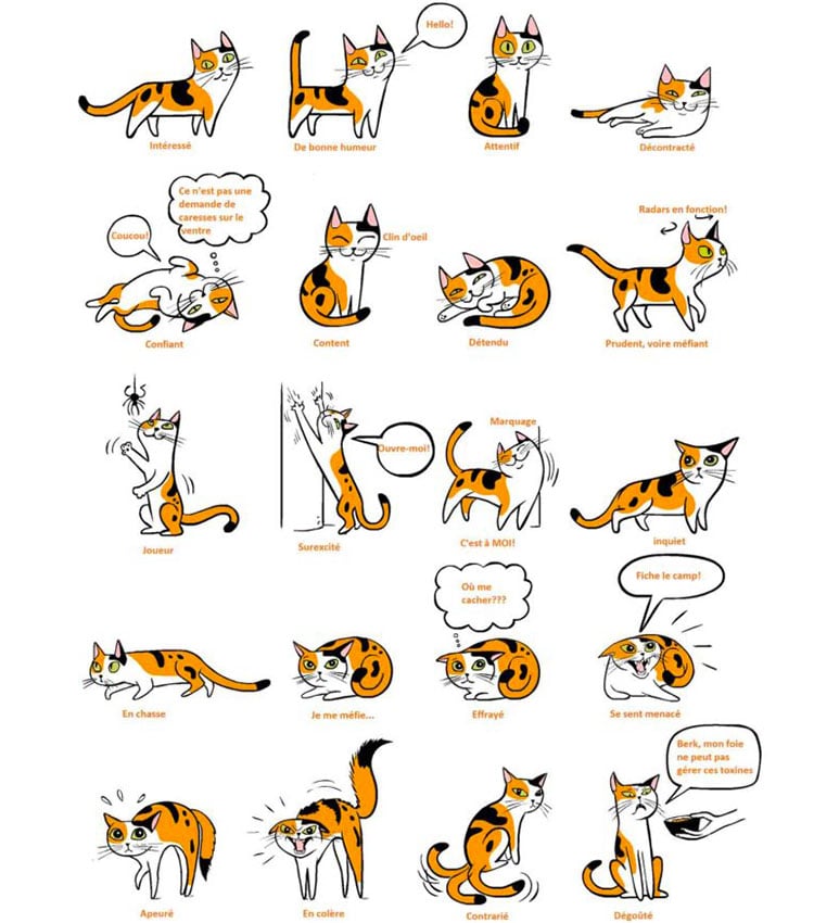 langage du chat