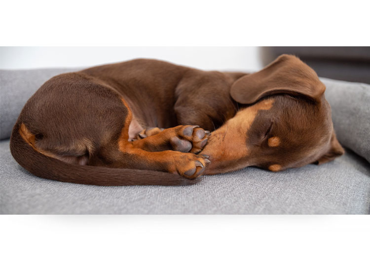 chien position boule renard