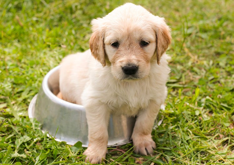 préparation arrivée chiot blanc