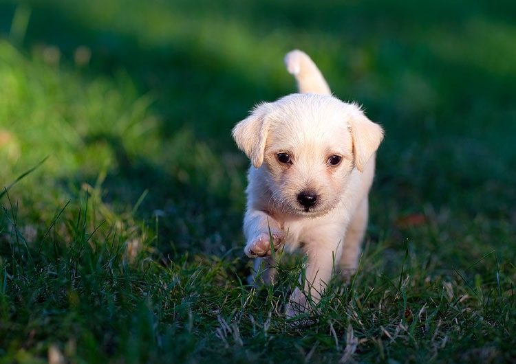 chiot blanc