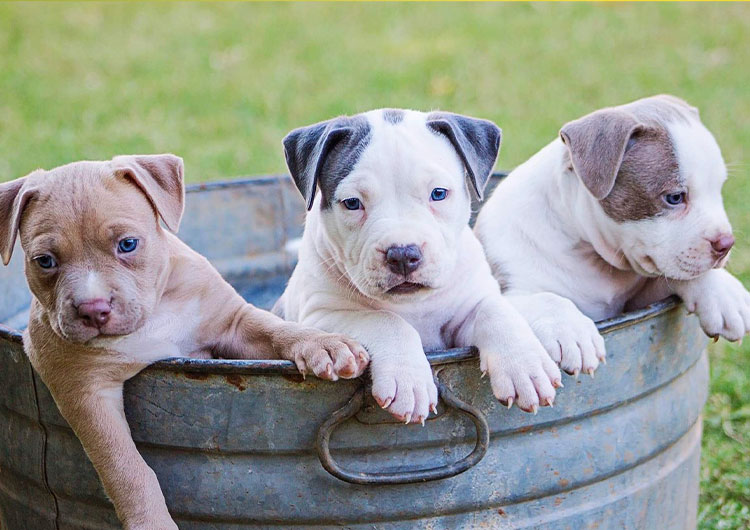 trois chiots dans un sceau