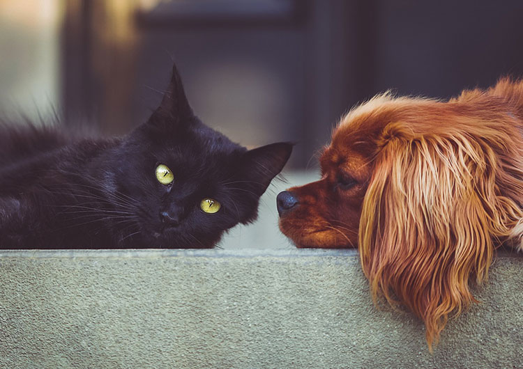 cohabiter chien chat