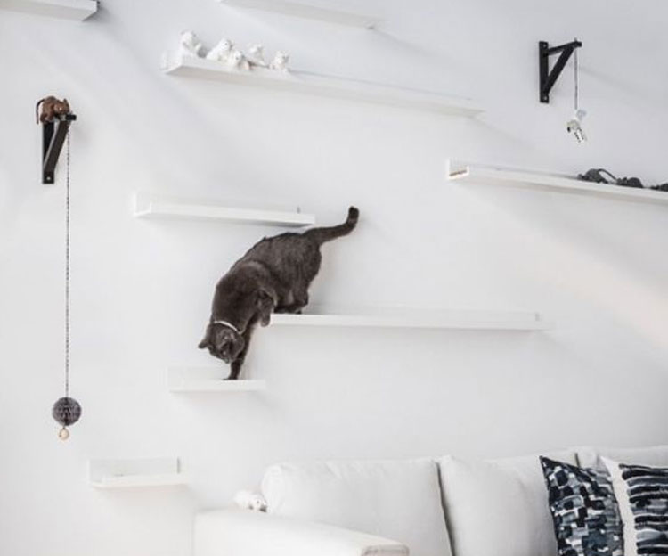 mur étagères chat