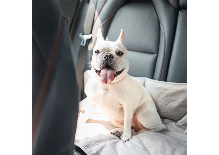tapis voyage chien train