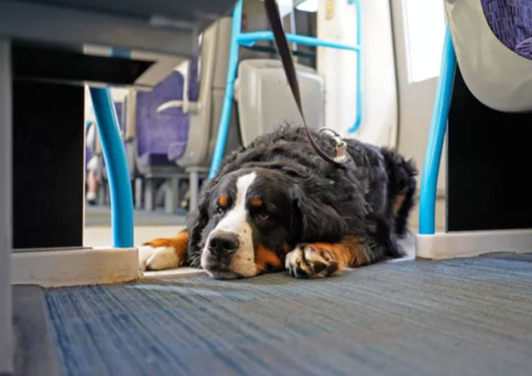comment prendre train avec chien