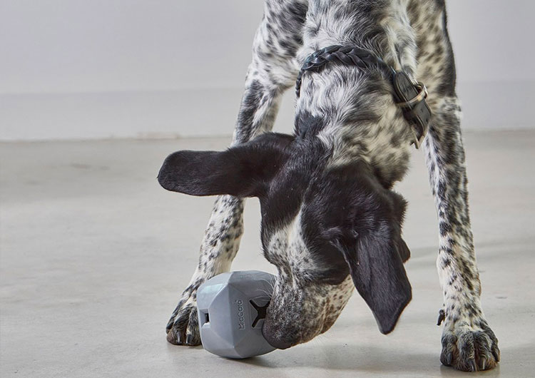 Jeu intelligence pour chien MiaCara Dado