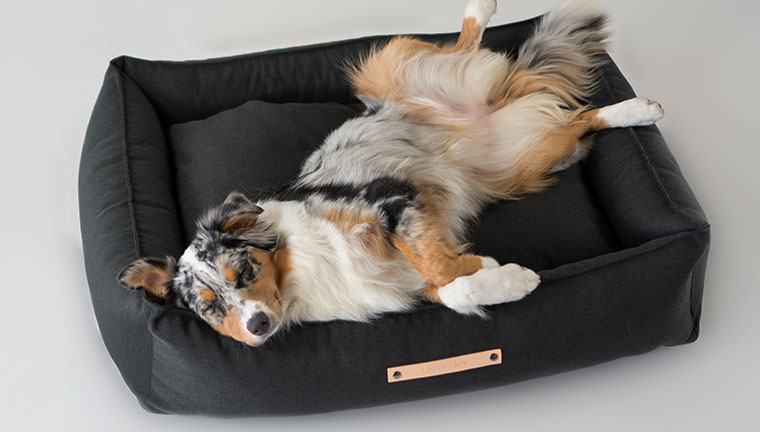 panier chien confort
