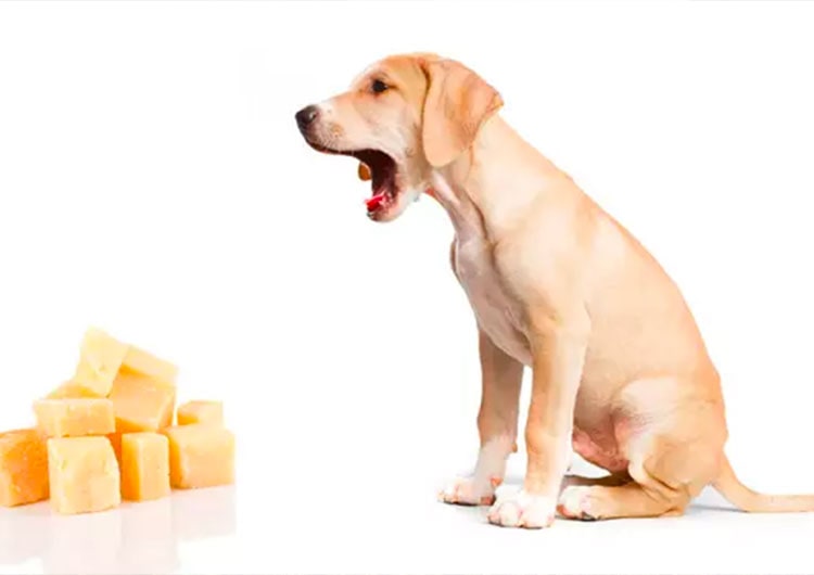 chien et plusieurs fromage