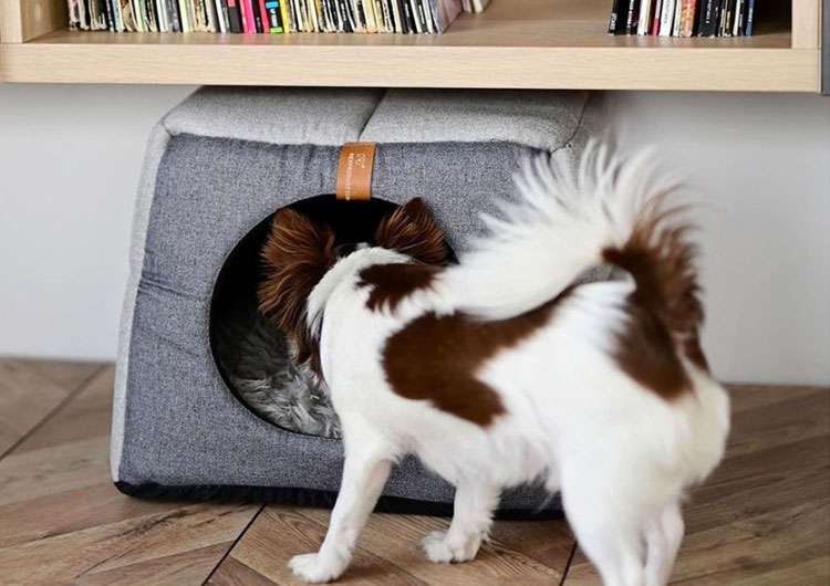 niche chien intérieur