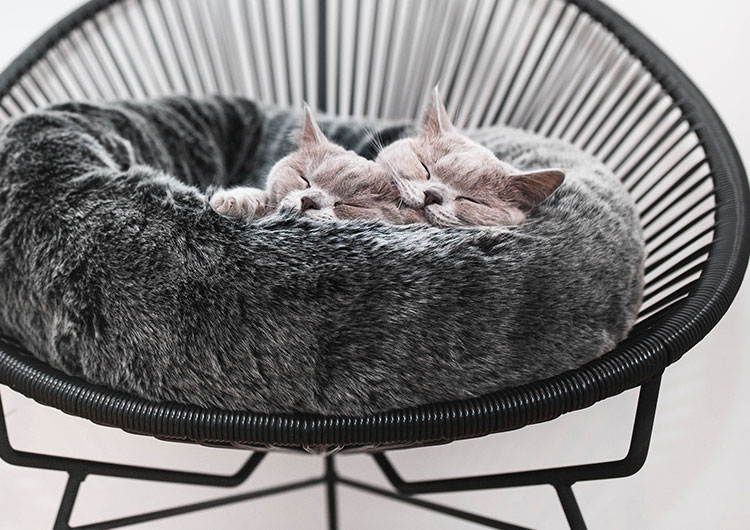 où placer panier chat ?