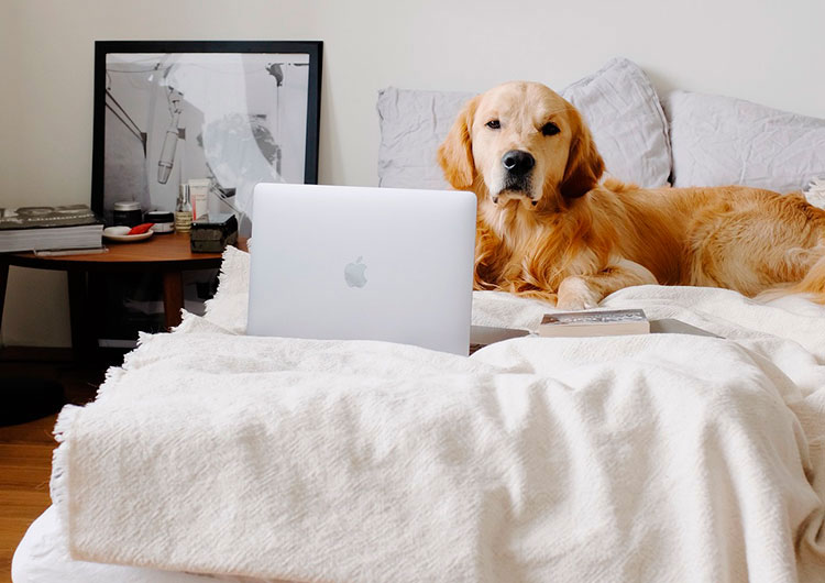pourquoi chien aime dormir lit ?