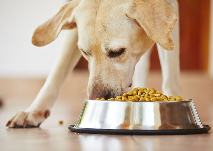 comment changer croquette chien
