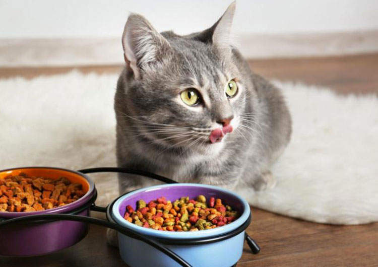 comment changer croquette chat ?