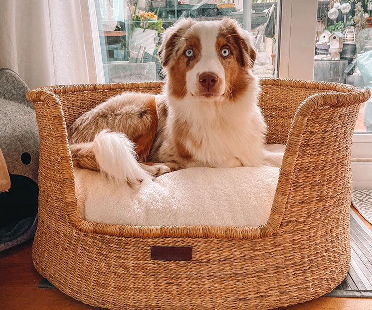 Comment choisir un panier ou un tapis pour chien ?