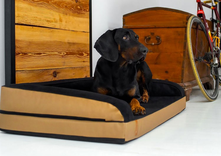 matelas orthopédique vieux chien