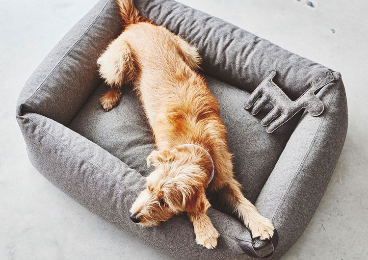 Panier chien mémoire de forme Miacara