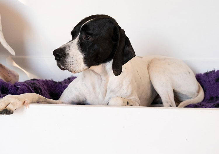 quel couchage pour vieux chien ?