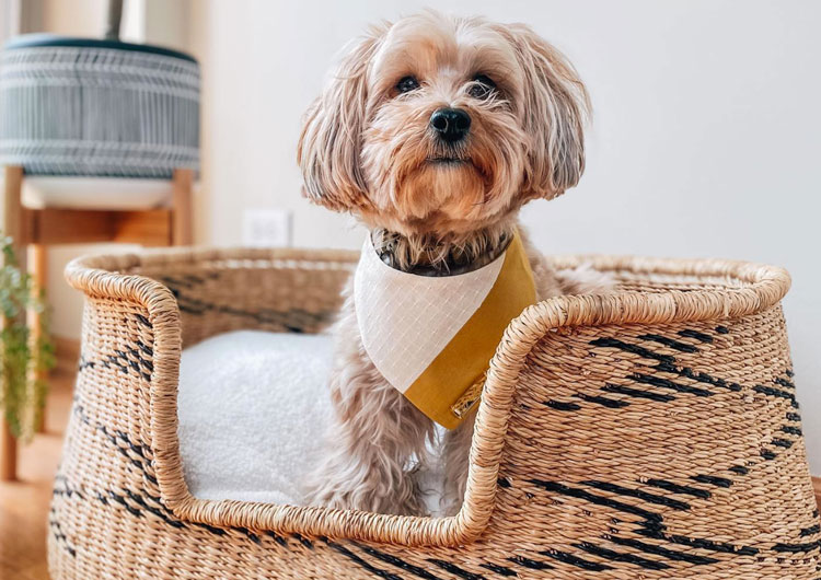 quel est meilleur lit chien ?