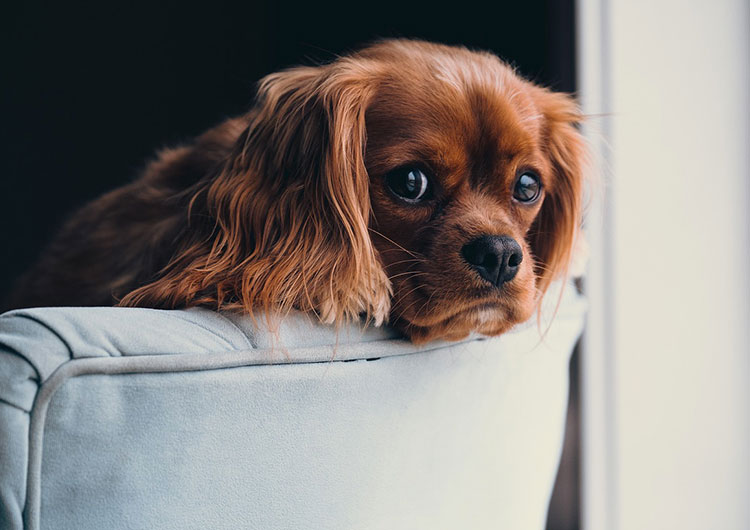 quel panier pour un chiot cocker