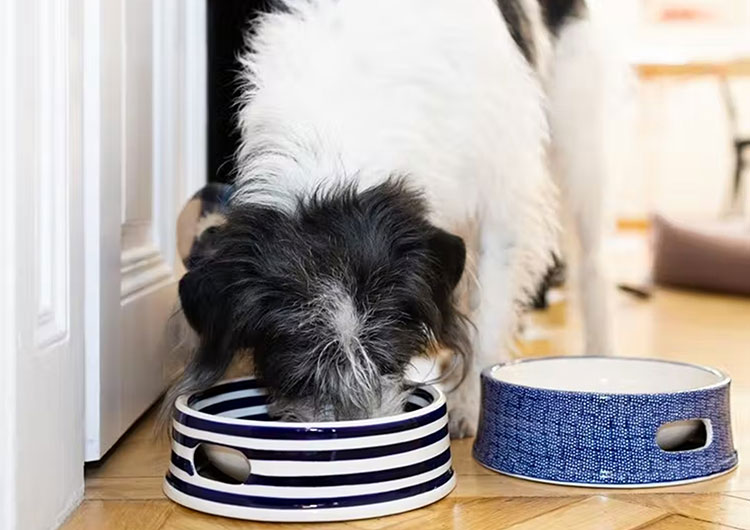 gamelle chien céramique