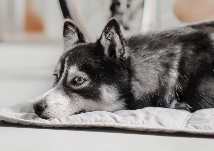 quel type panier husky