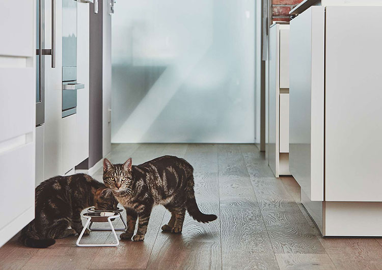 quelle gamelle pour chat