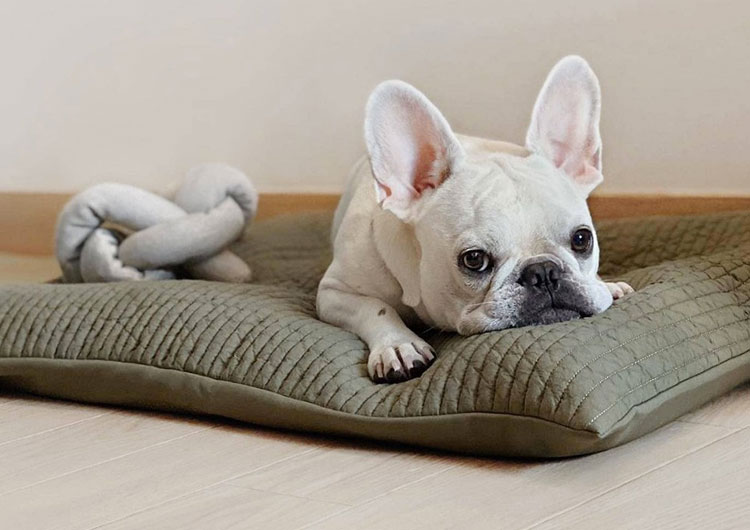 coussin mémoire de forme bouledogue