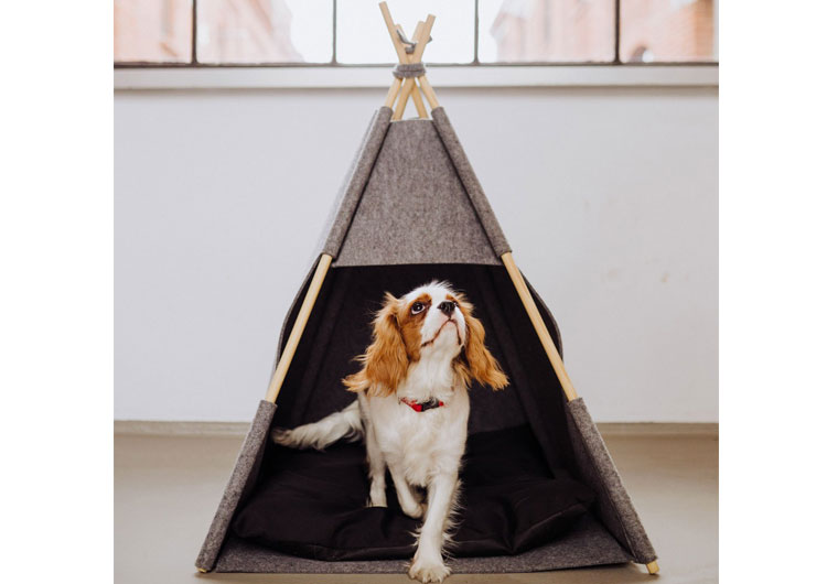 panier cavalier king charles