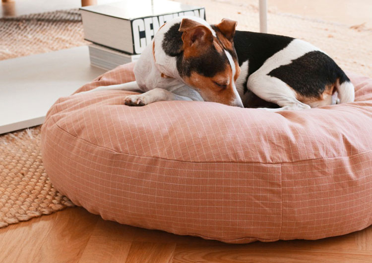 Panier coussin jack russell