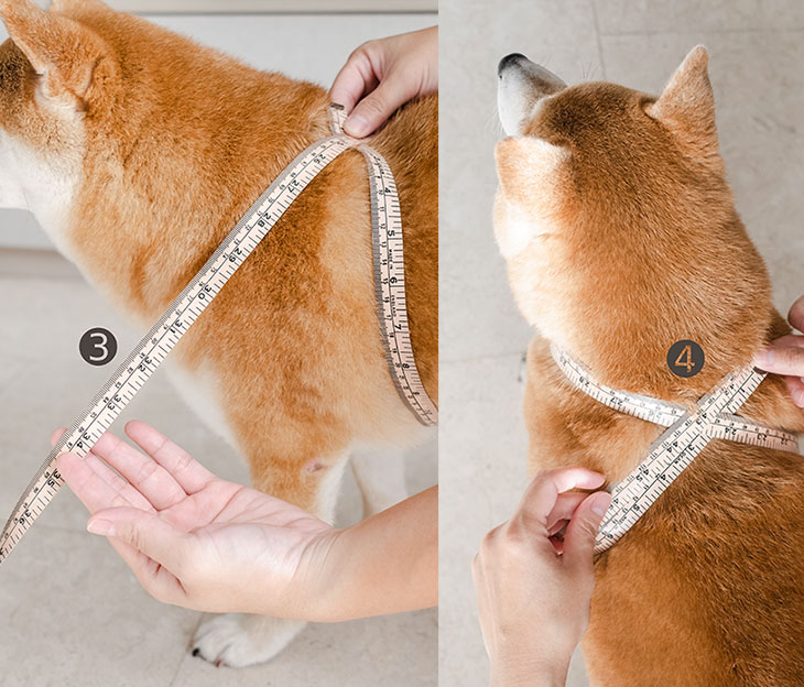 mesure harnais pour chien en 8