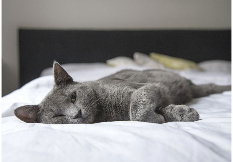 Comment préparer son chat à une absence ?