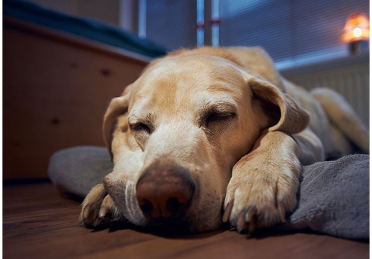 Comment empêcher un chien de faire ses besoins dans la maison la nuit ?