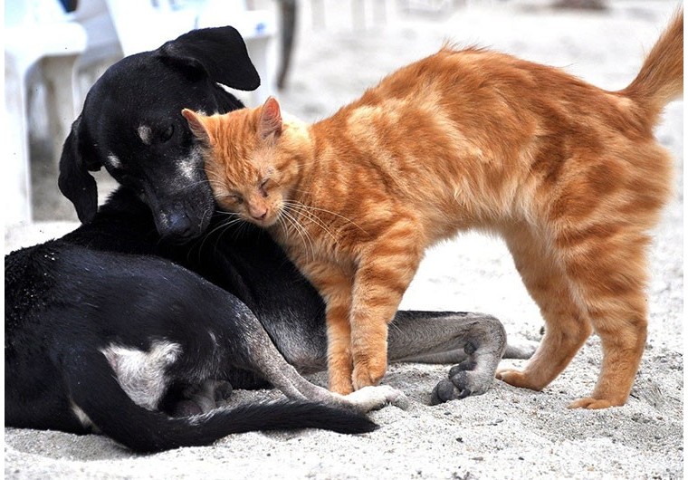 Comment faire cohabiter un chien et un chat ?