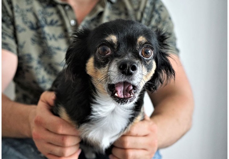 Comment savoir si un chien a peur ?
